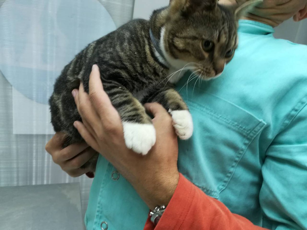 B&M Stores on Twitter "🐶 COMPETITION TIME! 🐱 FLW/RT & comment 