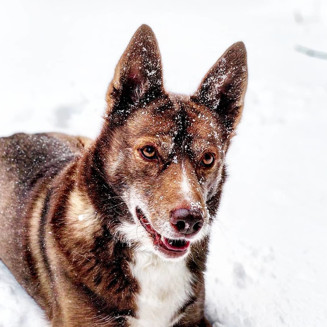 oneplus's tweet photo. What an attractive 🐶! Can you guess what breed? Beautifully captured by 📷mrmikelennon. https://t.co/8fySEQuI8q https://t.co/UKb0PJRE9X