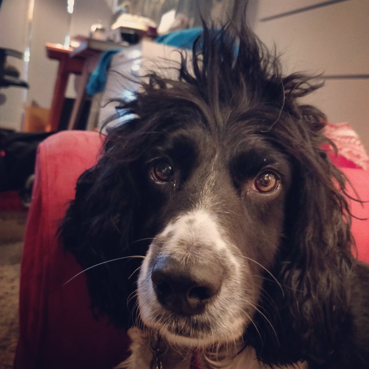 sprinkleofpeppa's tweet photo. Trying out a new #hairstyle, pretty sure I can fit in with all the #cool #skiiers out on the #skislopes now! https://t.co/TPhhDwmYqZ