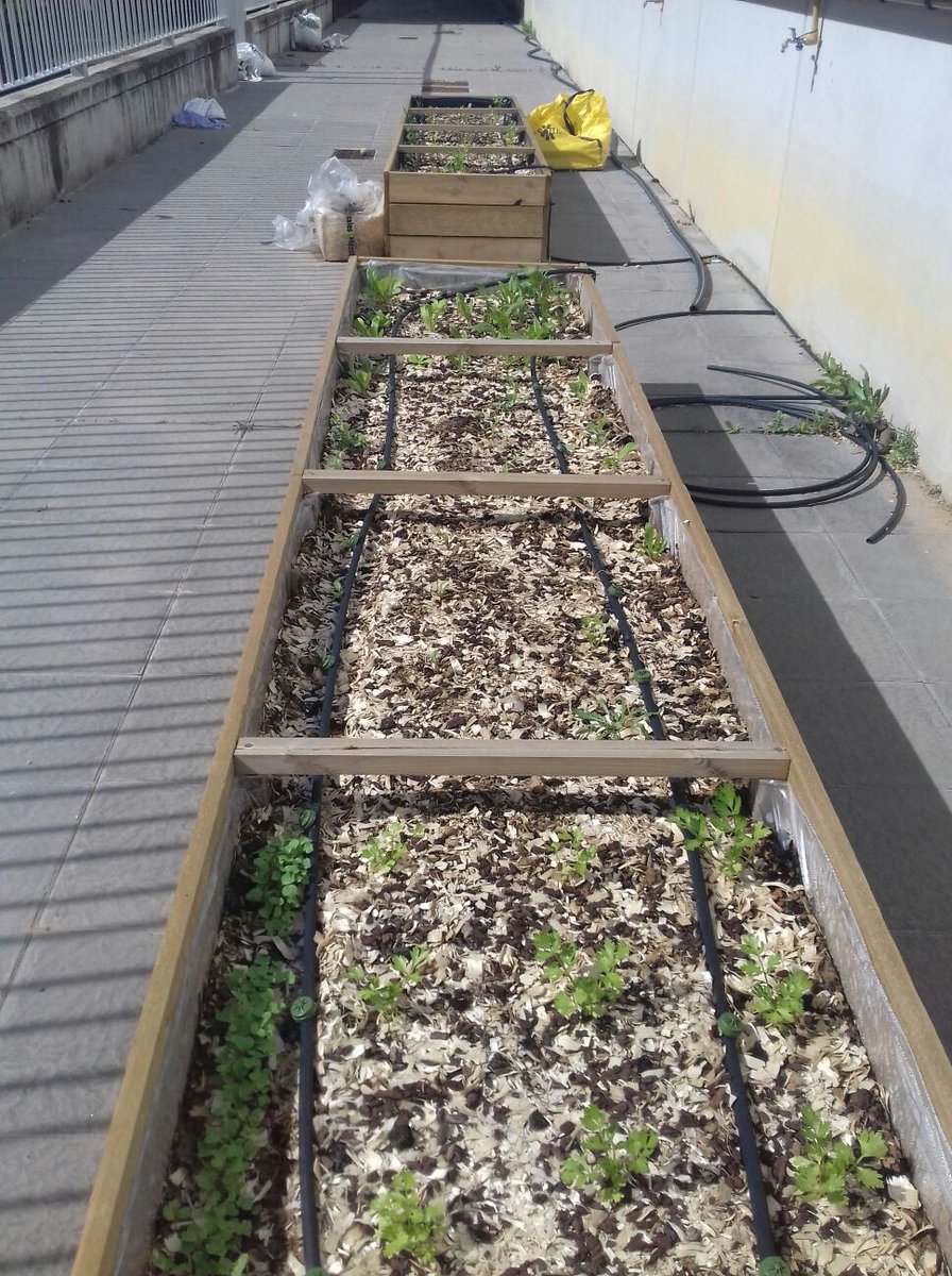 USVerde's tweet photo. ¡Buenos días! Ya están creciendo algunas plantas en los huertos urbanos instalados en la Facultad de Ciencias de la Educación de la @unisevilla https://t.co/CKRbgMCSU2