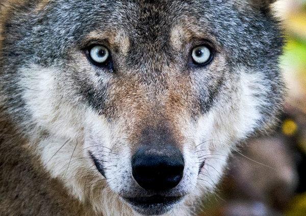 onetz_de's tweet photo. Im #Veldensteiner Forst gibt es ein #Wolfspaar. Genspuren an einem toten Hirschkalb liefern den Beweis. https://t.co/zAWfXjQ10j https://t.co/fPMEWjuczY