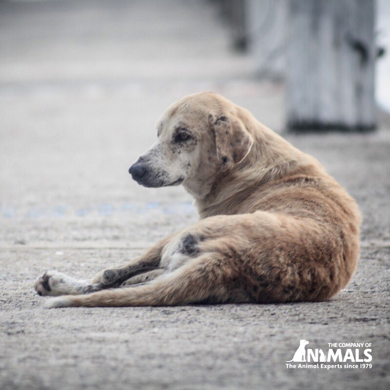 Are you going to Crufts? 
Come to Hall 2 stand 108 and help a charity. We have tokens so you can make a contribution and help one of our chosen charities: @dotslondon @medicaldetectiondogs @animalsasia #COA #CompanyOfAnimals #crufts2018