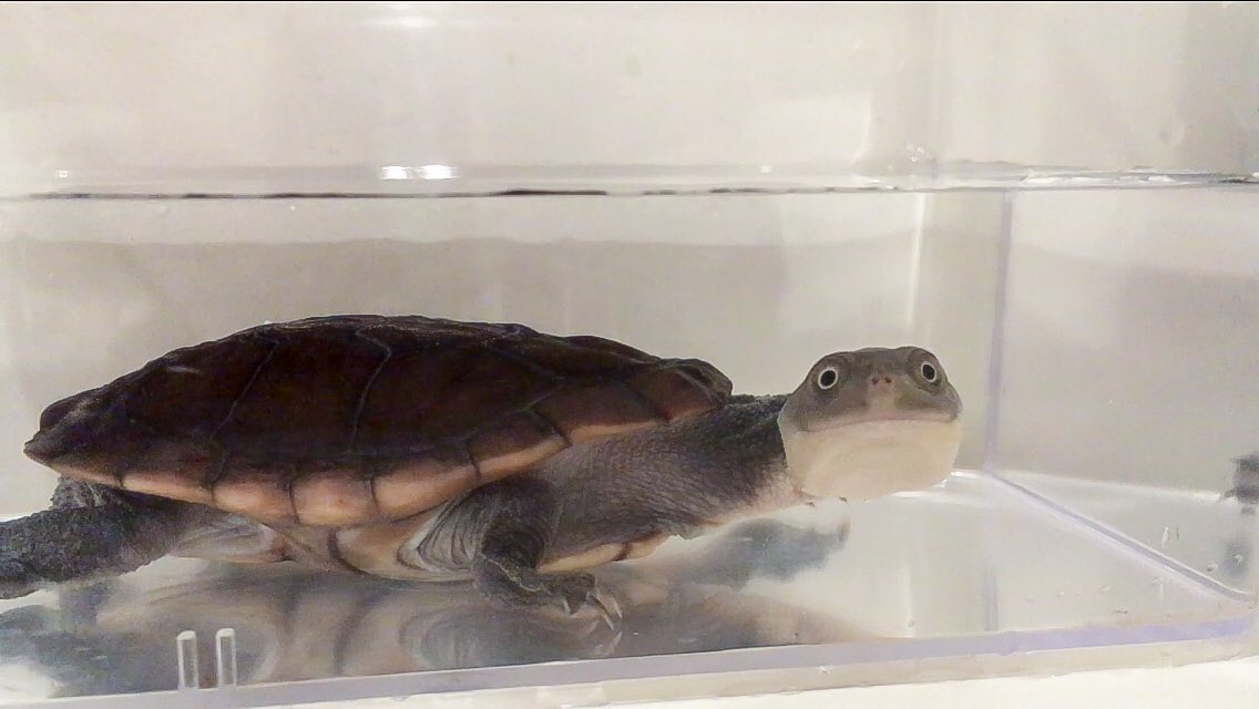 TakamatsuYukino's tweet photo. 今日からゆきのんハウスに仲間入り！🐢
マッコードナガクビガメの雑種、マコちゃんです。よろしくね！

#マッコードナガクビガメ #マコードナガクビガメ #ナガクビガメ #爬虫類 #はちゅドル #Chelodinamccordi #Chelodina #turtle https://t.co/tTB3UHrE3b