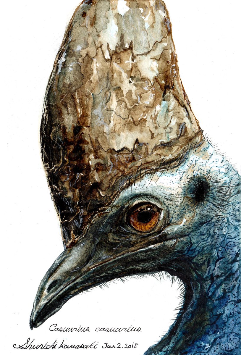 かわさきしゅんいち 絵本作家 動物画家 私の作品もっと沢山の人に広がれ祭り 図鑑に使える動物画から絵本まで いきもののおもしろさ どんな視点で彼らと付き合えばいいのか 広めていきます