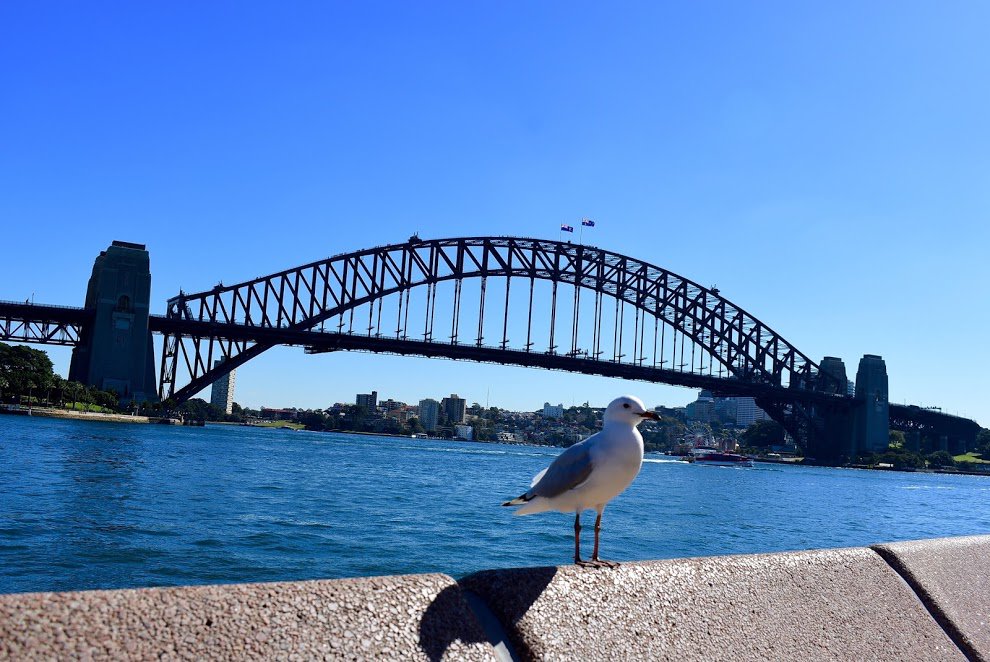LanguageAdvance's tweet image. Nailed it! Great shot of the #SydneyHarbourBridge and this noisy little seagull!

#languageadvance #culturalimmersion #culturalexchange #tesol #english #wanderlust #schooltravel #schoolgroup #studytour #Sydney #sydneylocal #visitnsw #nsw #australia #seeaustralia #seagull