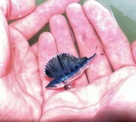 世界の驚くべき生き物たち スマホケース販売中 Ar Twitter 小さすぎ カジキの子供 T Co 2oobg406f4 世界の驚くべき生き物たち スマホケース販売中 Ar Twitter 小さすぎ カジキの子供 T Co 2oobg406f4