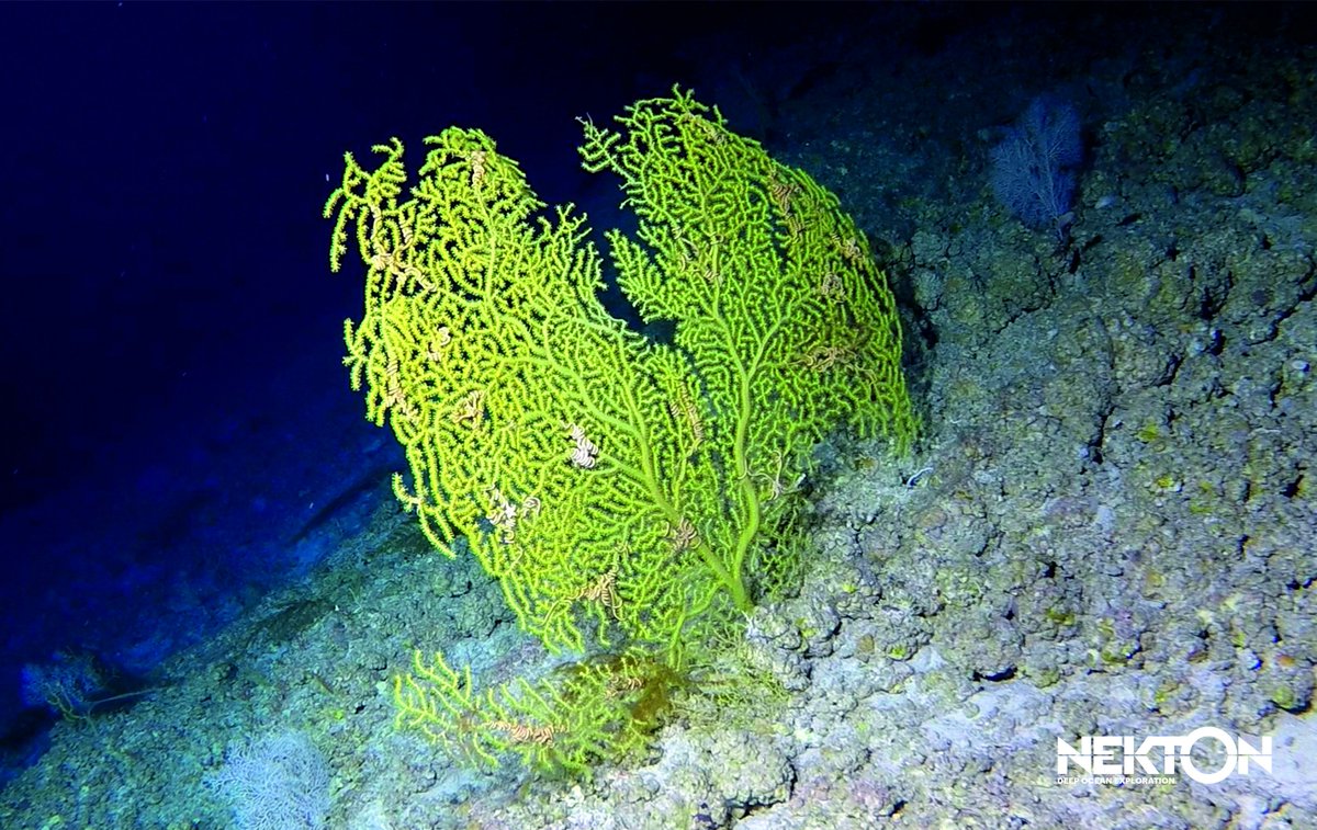 Nekton Mission On Twitter Numerous Ophiuroids Brittlestars