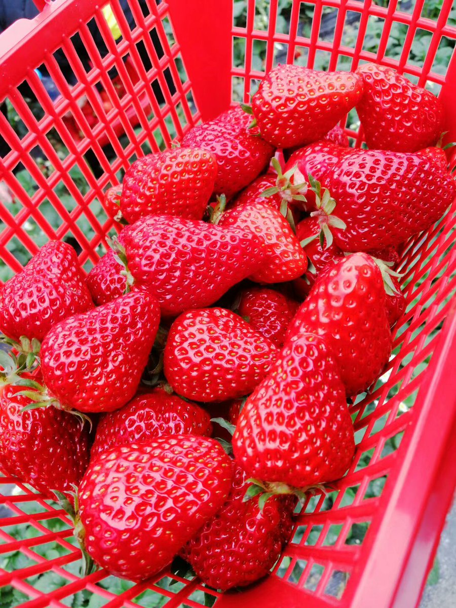 mercyturf's tweet photo. Tell you, Yesterday, it was 38th Women's Day. Top joy Queens went to the Strawberry Garden. It looked very tempting and tasted delicious. https://t.co/i5hCRcneQF
