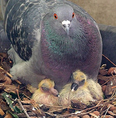 RaptorAlliance's tweet photo. Did you know that #Mother and #father #pigeons are equal partners in providing for their #chicks. This even extends to generating baby #food: Both sexes secrete “milk” into the #crop, a foodstorage pouch partway down the throat, used to nourish their clutch of #offspring. #facts https://t.co/oV6bzHB8rq