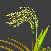 vegetos123's tweet photo. F. moniliforme gives higher yields of GA3 on a variety of media and is associated with bakane #diseases of #Rice . More https://t.co/iDaUs1Gj6V https://t.co/ZwcvXc0XJM