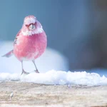 シベリアやモンゴルに生息する!ピンクの雀「オオマシコ」とは!？