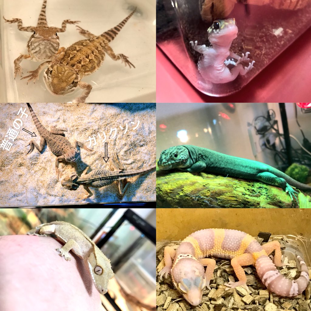 sunaomushi's tweet photo. 🏠家族🐍 

【蛇類】
#テキサスラット
#メキブラ
#ファイアーコーン
#エモリーラット

【トカゲ類】
#ローソンアゴヒゲ
#アンダーウッディー 
#ホウセキカナヘビ
#クレス
#レオパ
#オオグチガマ

【哺乳類】
#フクロモモンガ

2018.03.08現在 https://t.co/3q8WH93feI