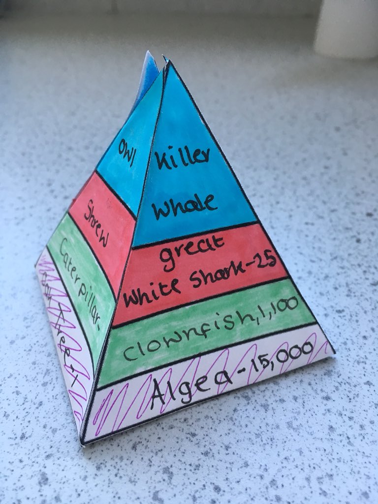 Food Chain Pyramid Foldable Biology Diagrams