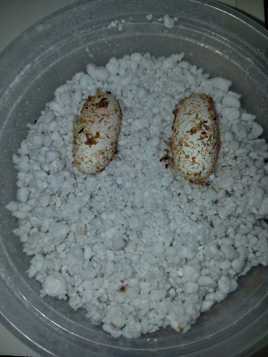 MidExoPets's tweet image. One of my most anticipated pairings of the year! Mack Snow Reverse Stripe RAPTOR x Red Stripe RAPTOR, eggs on the ground 😊