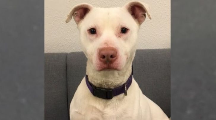 MyTrueCrimeNews's tweet photo. Dog deemed 'unadoptable' makes history as first deaf K-9 officer in Washington https://t.co/Qg2ZhTcACB https://t.co/4Jwuc1o7cO