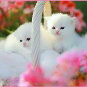 Malaraadhitya's tweet photo. gud night frds🎑🌙🌙🌙

#cutepair #lovely #Aadhi_crazy #night ❤♥❤♥❤♥❤♥❤♥

happy #weekend friends 💕💕💕

#hiphoptamizha❤♥❤♥❤♥ https://t.co/N87kIoxDgs