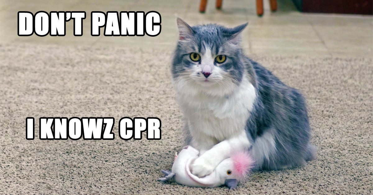 ProPetHero's tweet photo. #cats #catsoftwitter #catCPR #ilovecats #catsofinstagram #crazycatlady #ProPetHero https://t.co/bunvaOUMx1