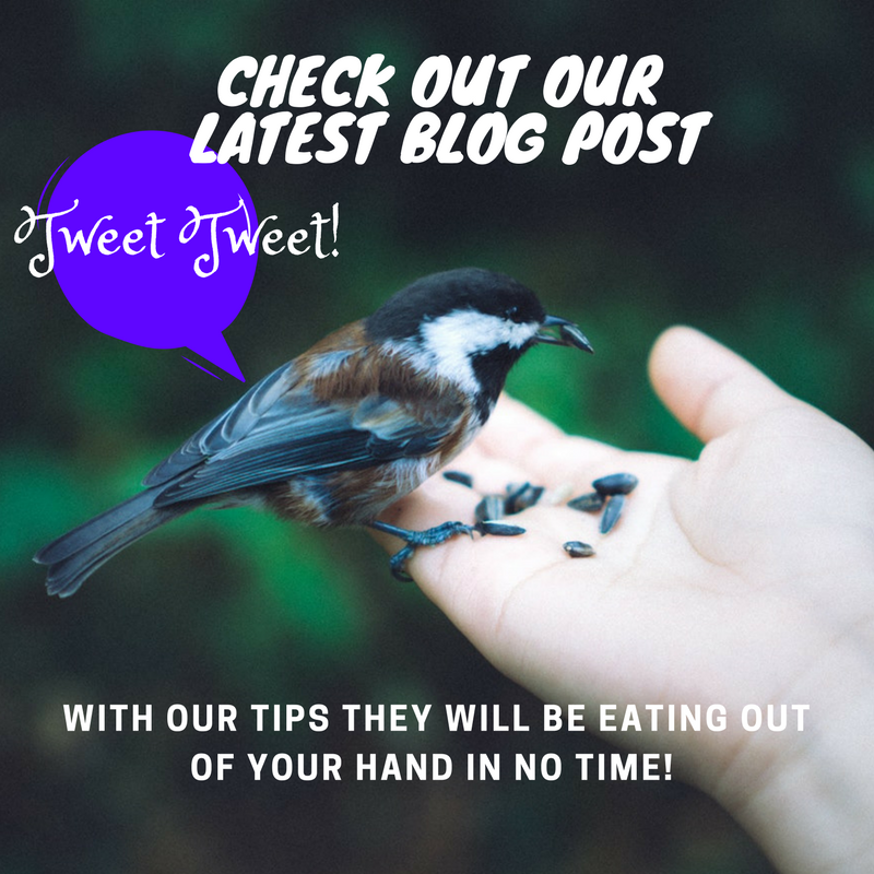 nutscene's tweet photo. #Spring into Spring with @nutscene! Inspired by the #StartofSpring, Nutscene have focused their #Fridayblog on making the #garden a #birds #Haven 🐦🐦🐦#TweetTweet #ReTweet #BirdsofBritain #nature VISIT: https://t.co/BYmmn2Wj29 #blogpost #FridayFeeling https://t.co/naRhHWJbQc