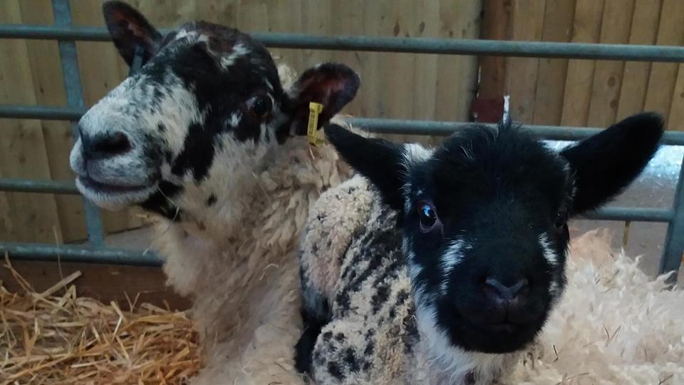 SpringBarnFarm's tweet image. Last chance to book - bring Mum for free this Mother&apos;s Day when you book your tickets online! Visit our website for more details!🌸🐑🌼🐇
This offer is only available when you book tickets online before 10am tomorrow (Saturday 10th March) springbarnfarm.com/mothers-day