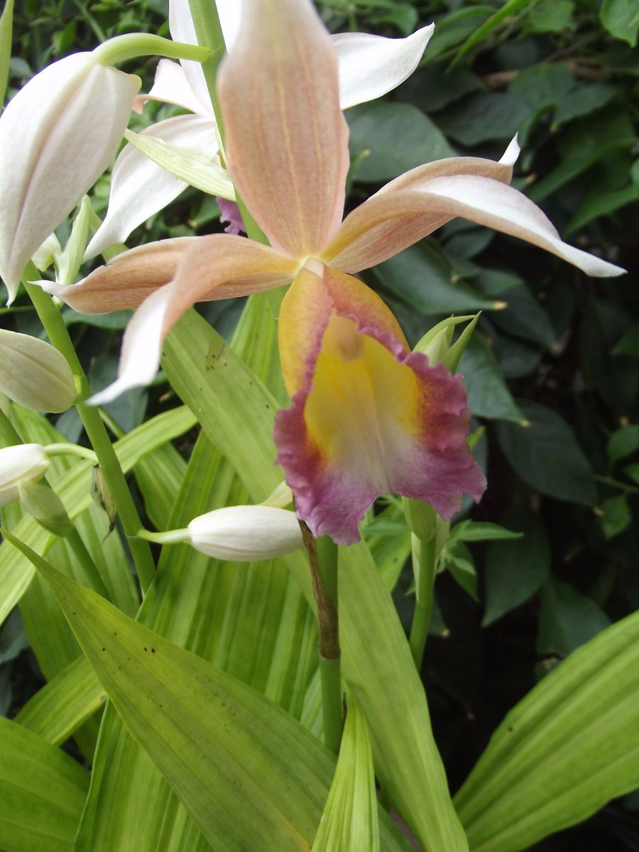 Happy Friday!!!  Embracing the beauty, once again, of orchids, courtesy of <a href="/chicagobotanic/">Chicago Botanic Garden</a> Looking forward to what else nature presents as it (finally) gets warmer.