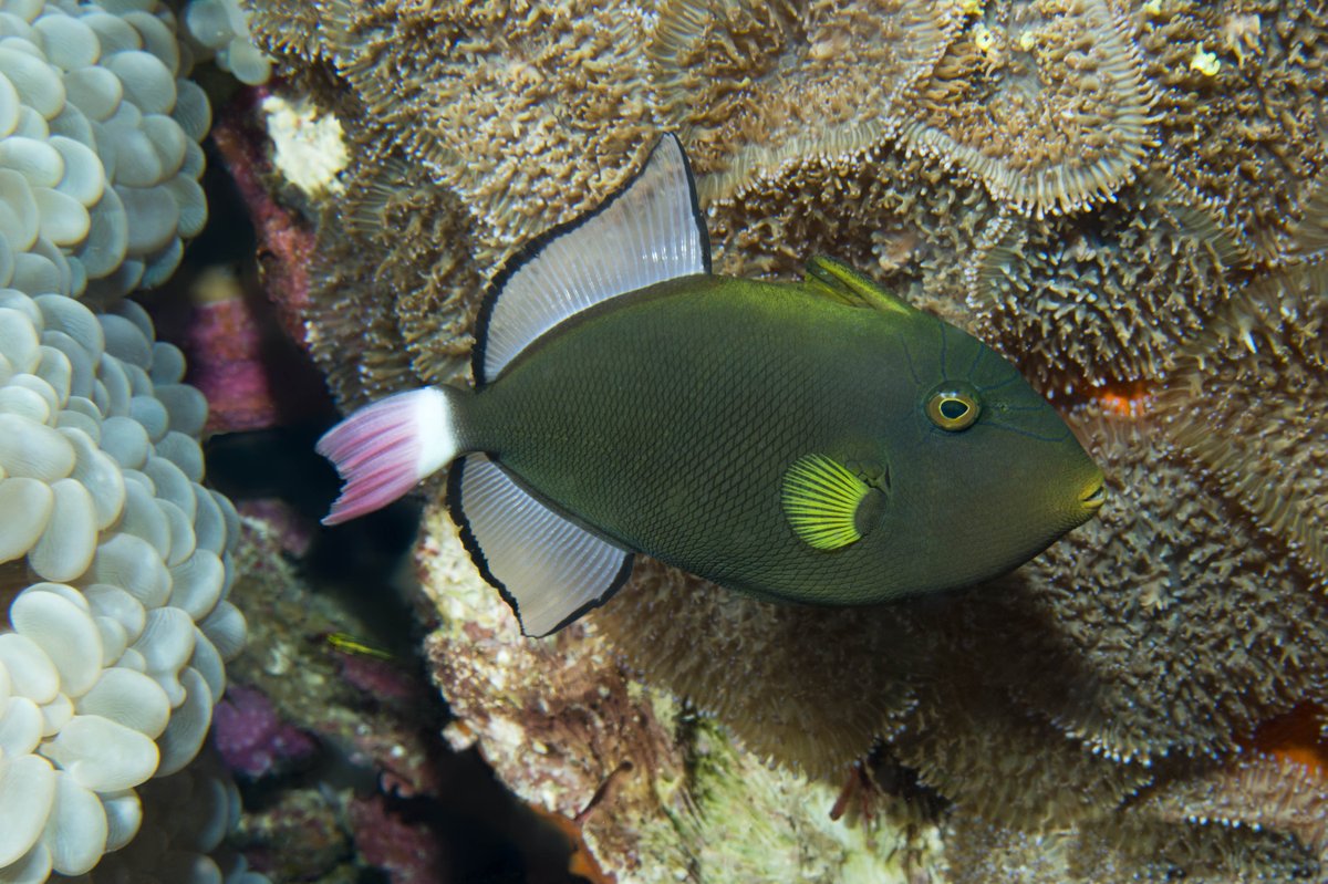 #DYK many triggerfishes have a spine on their backs to help lodge themselves in tight spaces during tight situations? Happy #FishFactFriday!