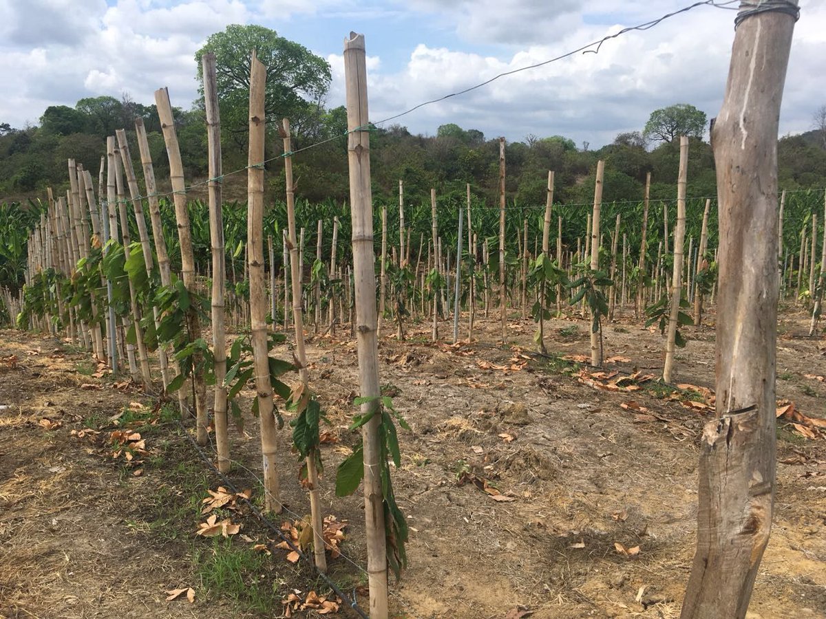 CocoanectBV's tweet image. Growing cocoa with techniques common in the wine industry.. interesting experiments our Ecuador team came across when touring different #cocoa plantations. #cocoanect #behindthescenes
