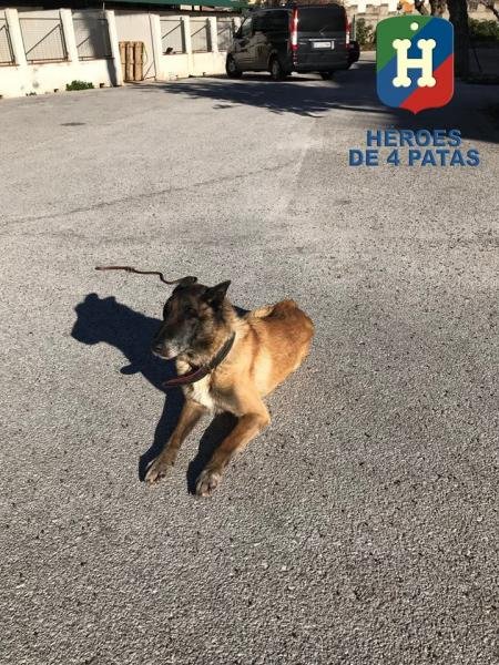 policia's tweet photo. Este agente canino es Kaos🐶, acaba de jubilarse y está buscando una familia a la que querer de por vida😍 #adoptaunjubilado #AdoptaNoCompres👉🏻 https://t.co/3jrIAys9IN https://t.co/KRlEBnlFnI