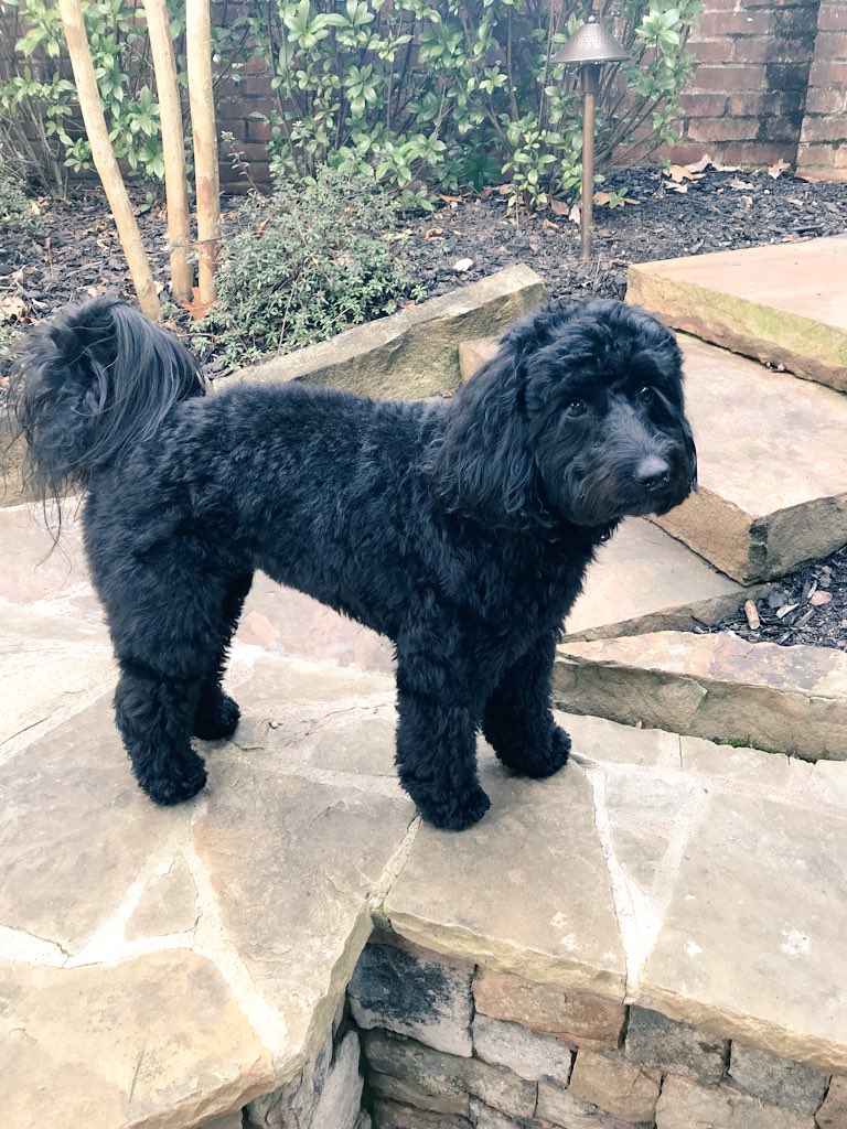 So is it Spring yet? 🌸🌷🌺#playtime #dogsoftwitter #Friyay