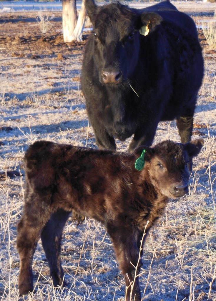 Cathykeet's tweet photo. HX2 Cattle Co - When your calves are this small, beefy and strong, you’re assured a successful calf crop. #blackangus, #registeredsngus, #anguscattle https://t.co/31xbVTZiNy