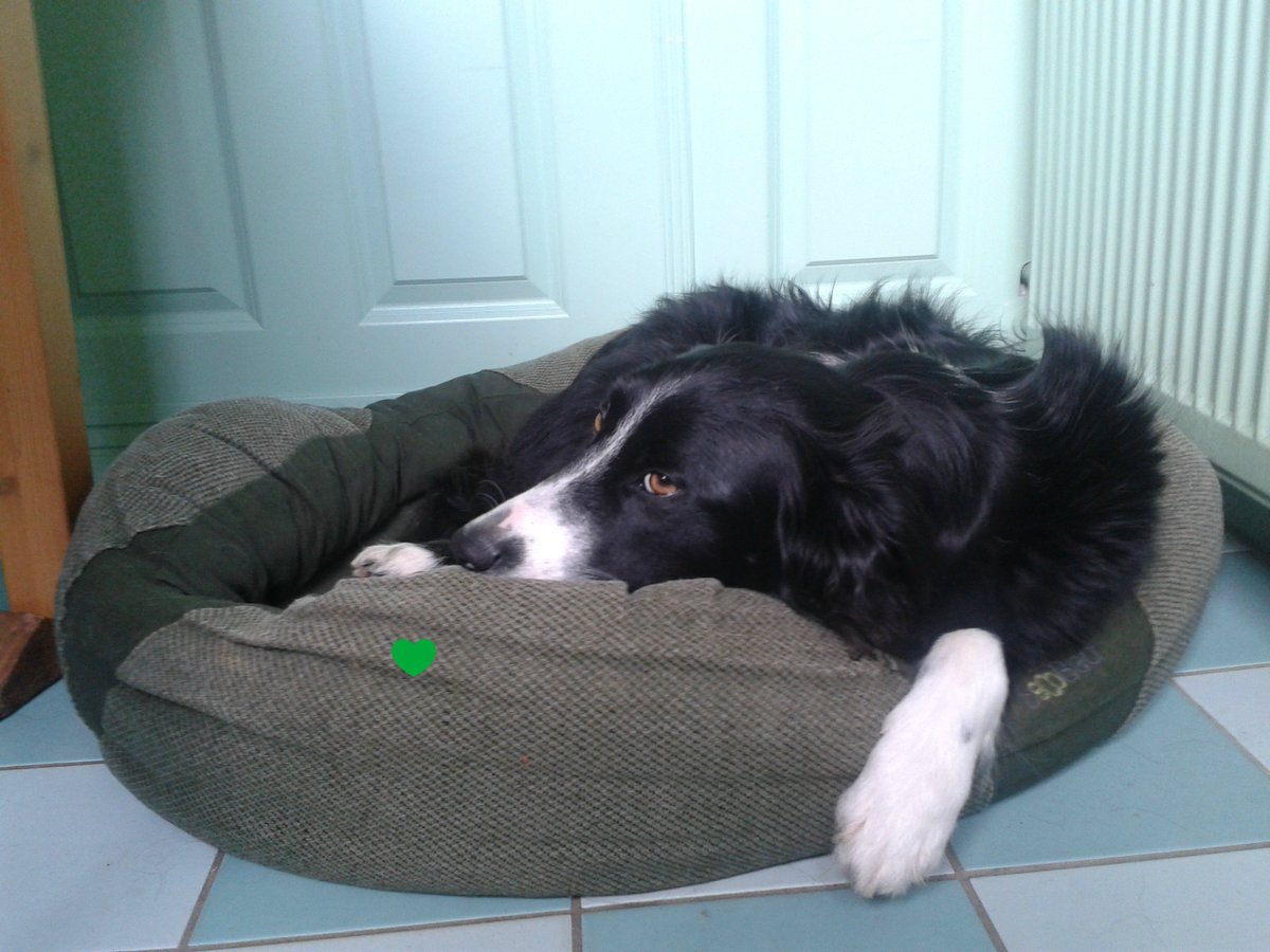 De #BecoBeds Donut met een vulling van #gerecyclede plastic flesjes zijn weer op voorraad. ecoshop-voor-dieren.nl/hondenmand/bec…