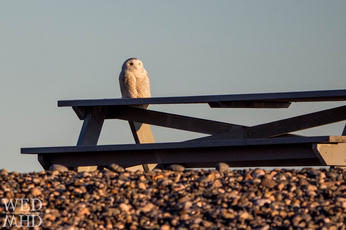 orenphoto's tweet photo. Snowy Owl in Marblehead - https://t.co/YlIt8ESz7i - #Goldthwait #Marblehead https://t.co/sDrK1IP85h