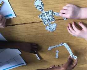 ExeterCCT's tweet photo. We're off to @ClystHeath Primary School today to look at the human skeleton and how it works as part of our @KinderSportUK #moveandlearnproject
#Community #ThisCITYCan https://t.co/tuJhSa8EbH
