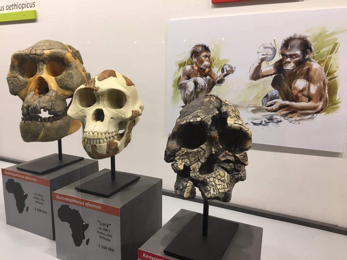JuAnciaux's tweet photo. Voici, en avant-première, la nouvelle #galerie de l'#évolution au Musée du @MalgreTout1984 à #Treignes. #archéologie @CanalC_TV https://t.co/2ZtQeSShhe