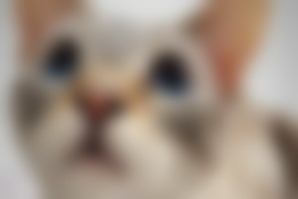 kittywhimsy21's tweet photo. Please support my GoFundMe campaign: https://t.co/vhP6VL58fB @gofundme https://t.co/mU7xcAaIyQ