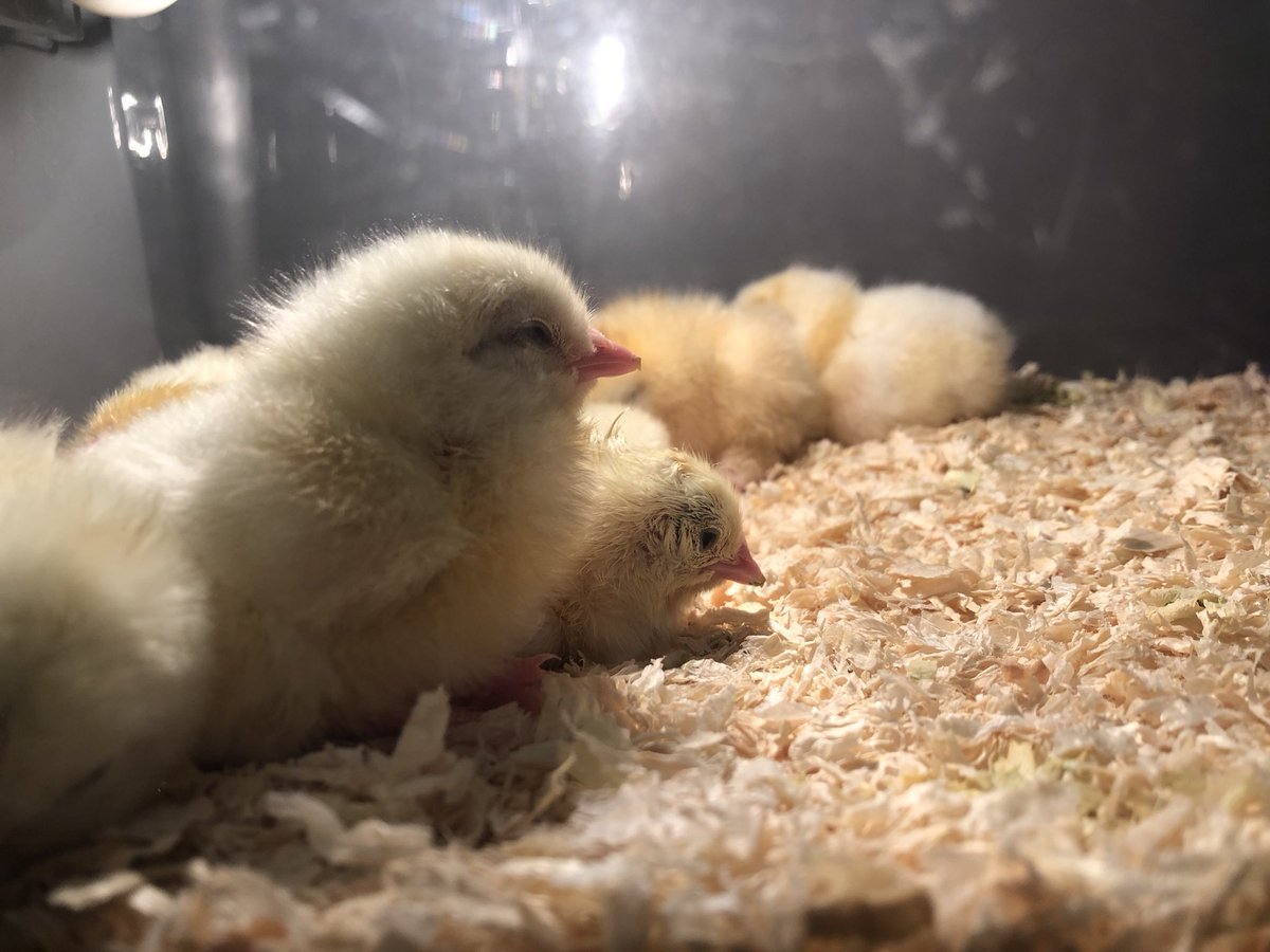 HartsideSchool's tweet photo. 10 eggs and 10 chicks. All doing well https://t.co/CaJeQ9OhoA