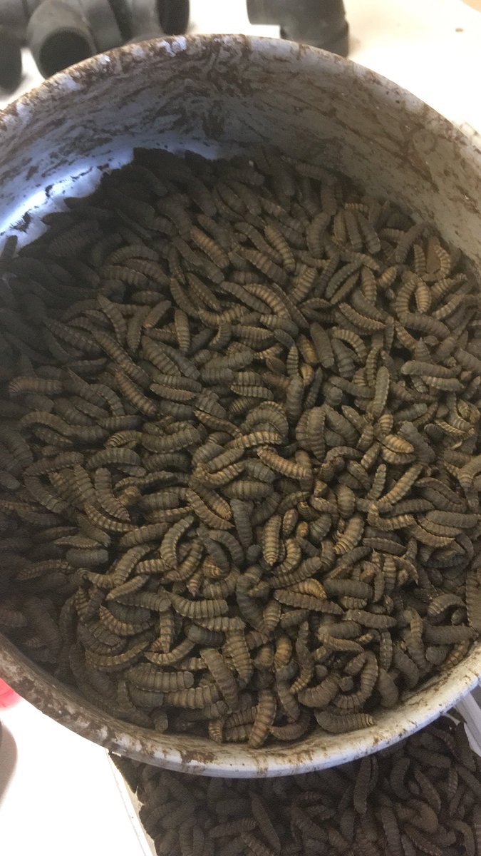 roostnroot's tweet image. For the Adventurous | Grub Cones™ are a patent pending device that allows composting of organic waste and produces grubs that can be fed to livestock (chickens). A new twist on an idea that’s been around for years. Available April. Being tested in Haiti by @NativeEgg