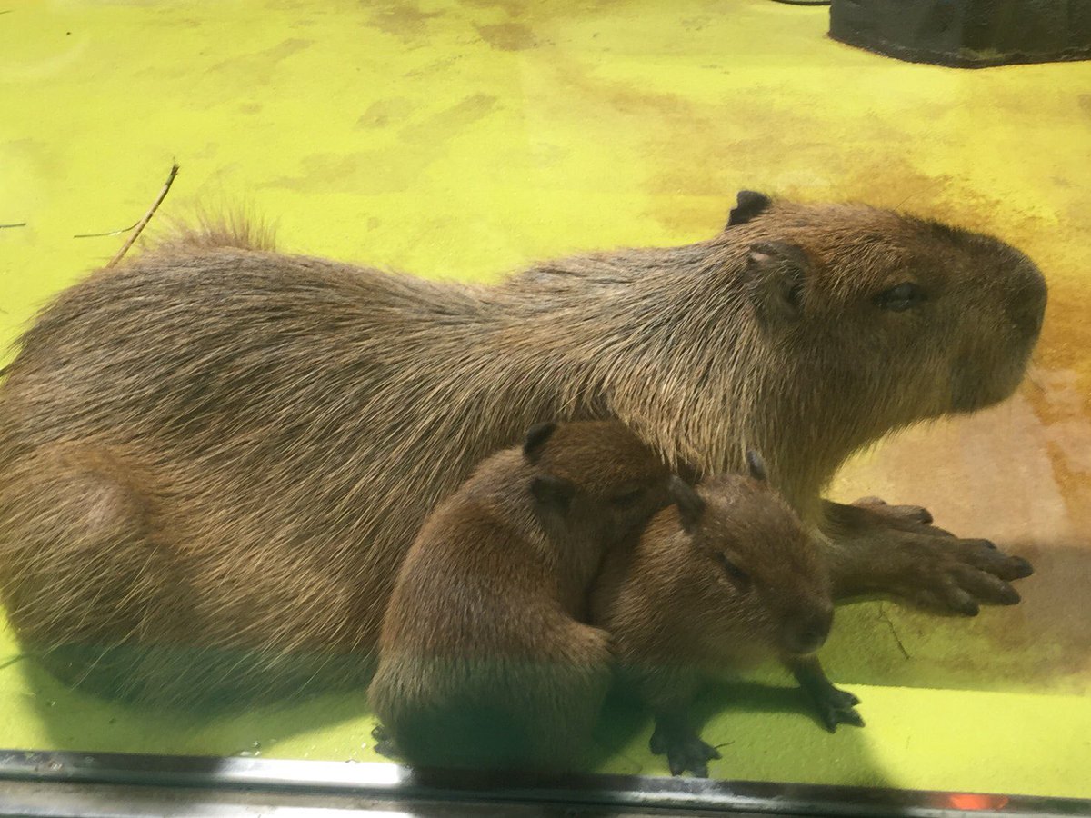 tkhk_tc's tweet photo. カピバラの��ちゃん一般公開のニュースを聞いて
先日、竹島水族館行ってきました！
寄り添ってるのがカーチャンで
もぐもぐタイム中のがトーチャンです可愛い https://t.co/GDfhTPzfss