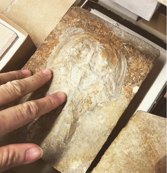 ms_HelenC's tweet photo. Connecting with the ghosts of horseshoe crabs past…
.
.
#horseshoecrabs #mesolimulus #nerd #fossils #fossilsarecool #museumoftheearth #paleontologicalresearchinstitute https://t.co/11ghfslkoh