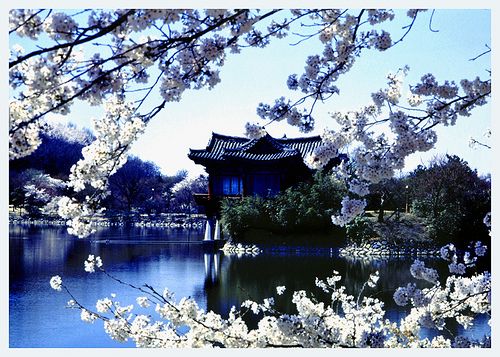 Beautiful Spring in .
Korea