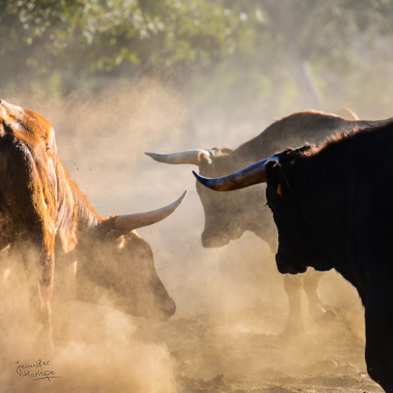 Hexoa's tweet photo. Interview d'artiste : Gagnante du concours #Hexoart, @JHarispe rejoint les artistes Hexoa avec une collection de photos très élégantes dédiées à l'univers de la tauromachie. Elle nous en dit plus sur sa passion et sa technique... https://t.co/mmllkw7lL4 https://t.co/AMod4OINFV