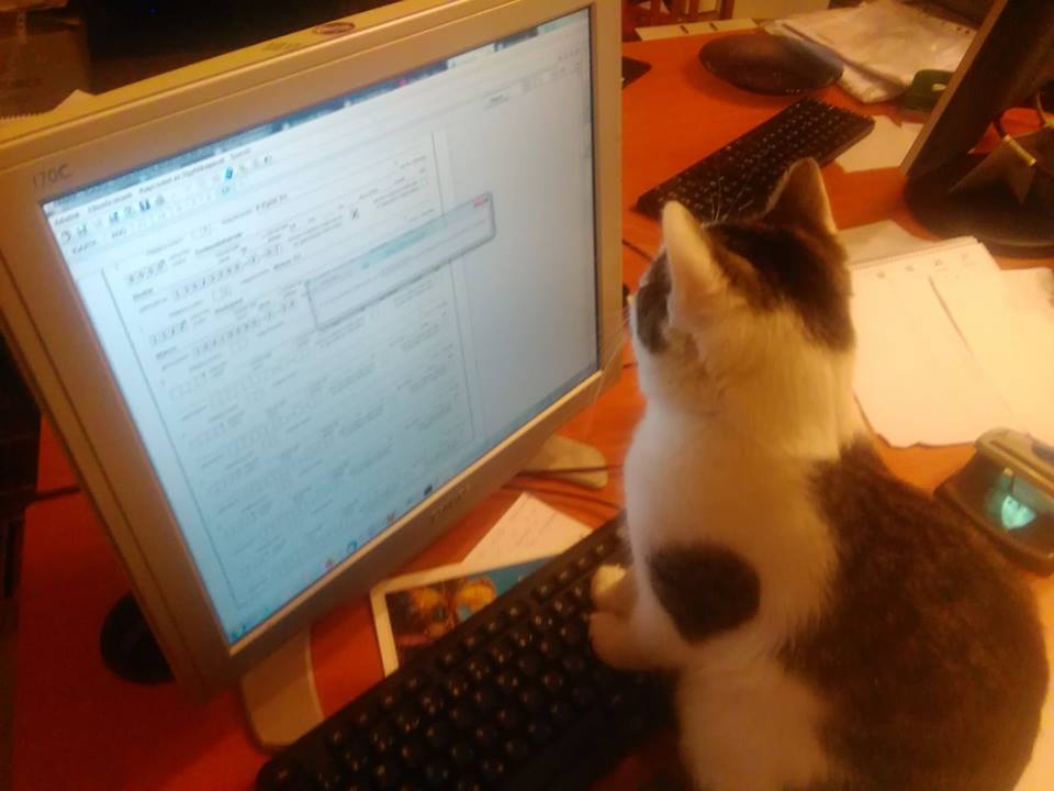 Tartuffe, our favourite PA, hard at work in our Budapest Office. He is every ounce the professional. #VAEurope #VirtualBookeepersUK #RemoteBookkeepersCentralEurope #RemoteAccountant #catintheoffice