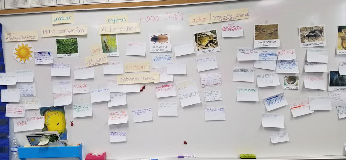 RebeccaBottoms1's tweet photo. Food chain interactive word wall explained completely by students @HemmenwayStreak #sciencetoolkit #TigersRoar https://t.co/ty0Yi8AIuT