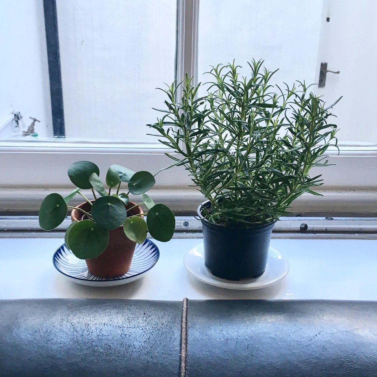 indiskovenprint's tweet photo. 'The art of being happy lies in the power of extracting happiness from simple things.' -Henry Ward Beecher 🌿I agree with this every time I see these cuties hanging out together on the sill.. and I haven't killed them yet! 🌿#pileaplant #plantbabies #Herbalife #chinesemoneyplant https://t.co/tP1ajwJEHW