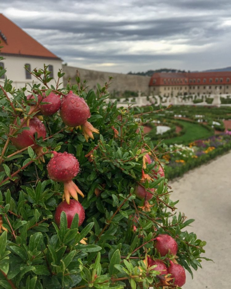 aylsonmiranda's tweet photo. Entre romãs no Castelo de Bratislava #fruta #jardim #romã #history #castle #castelo #altodomorro #eslovaquia #bratislavia https://t.co/ImYr4Q2nql