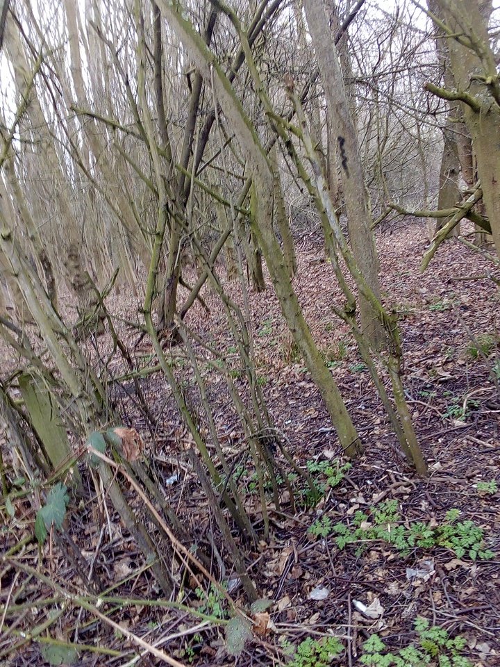Johnburns91's tweet photo. In the woods! https://t.co/3qS6Bq5jp3
