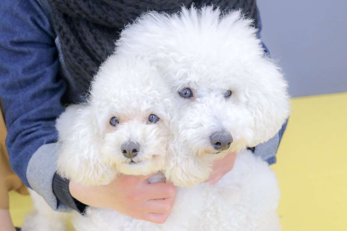 ___pokieve's tweet photo. 🐶❤️Part2 https://t.co/d2t8zohXQT
