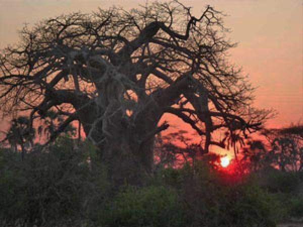 tourismzimbabwe's tweet photo. Nature untamed-rugged beauty-wilderness luxury, embark on a tour of The #Savevalleyconservancy in the pristine wilderness of South Eastern Lowveld of Zimbabwe. #visitzimbabwe #sustainabletourism #responsibletourism #exclusivegameexperience #animalprotection #adventure #saveriver https://t.co/ATErm0AKvq