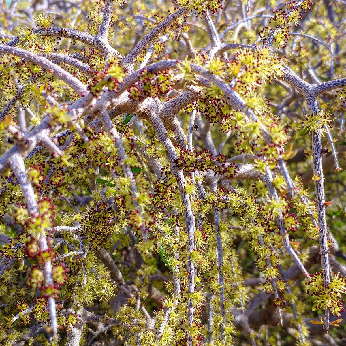 TXPlantGuy's tweet photo. One of my favorite weeping #txplants is also one of the first to bloom! #ForestieraAngustifolia #WeepingDesertOlive #SpringHerald https://t.co/T8qYLP2Aok https://t.co/efVBdxpmiv