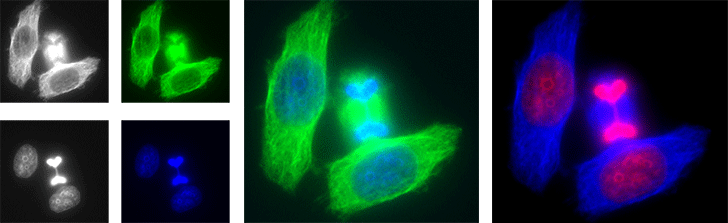 CNRSImages's tweet photo. #BLOG 🔬Vous êtes nombreux à nous poser des questions sur l'image postée pour la #SaintValentin sur le compte Instagram du @CNRS. Du coup on y répond dans un billet du blog les #Yeux2Sc 👉https://t.co/96yGZPGyjv 
Un sujet pile dans la lignée de la #SPME2018 c/@LeCLEMI @LaSpme https://t.co/Td0PPotkAX
