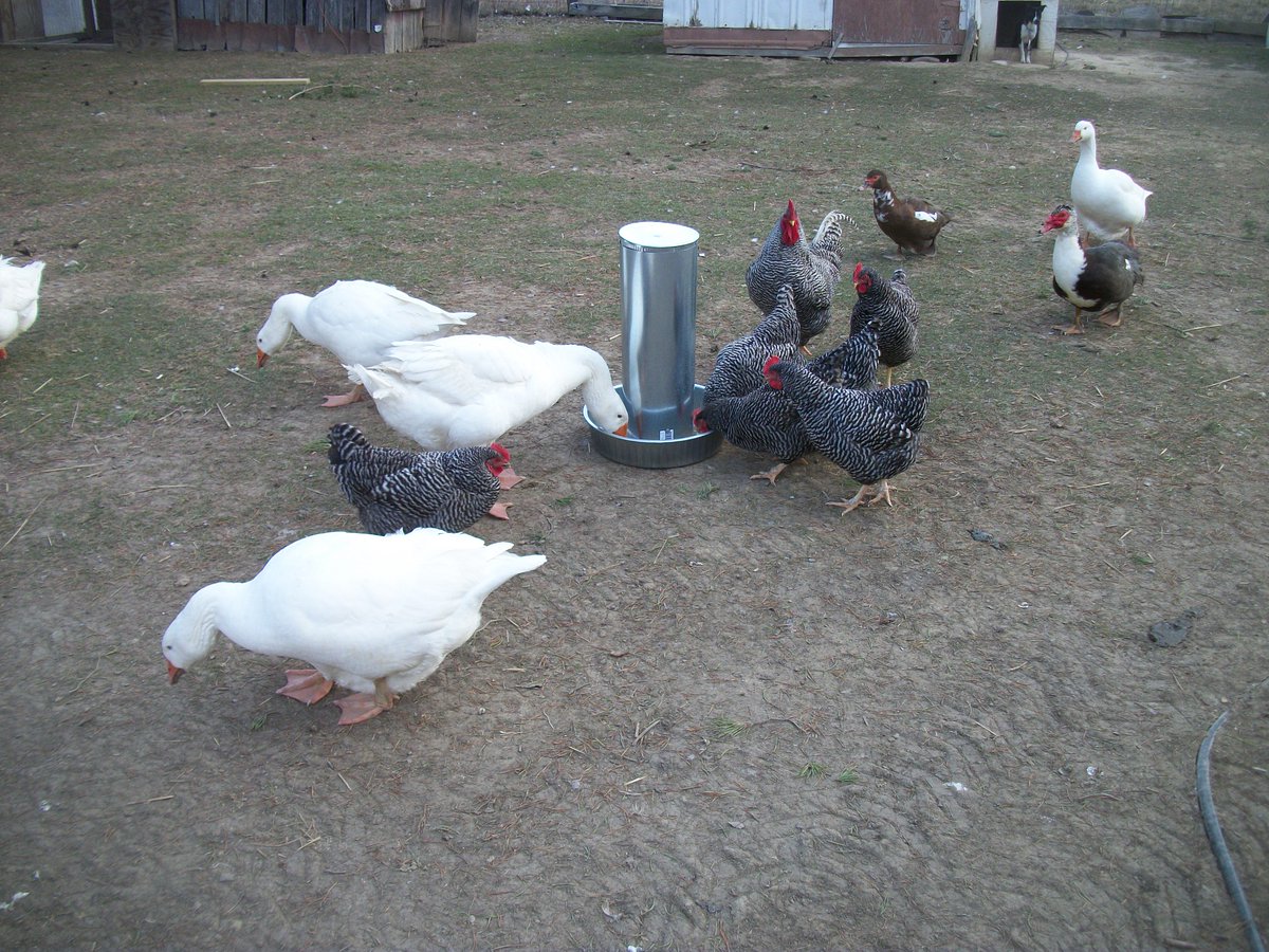 D N Custom Chicken Coops On Twitter Testing Out A Little Bigger